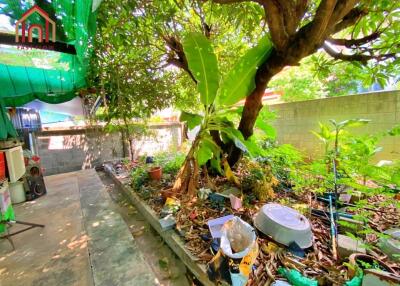 Outdoor garden with trees and plants