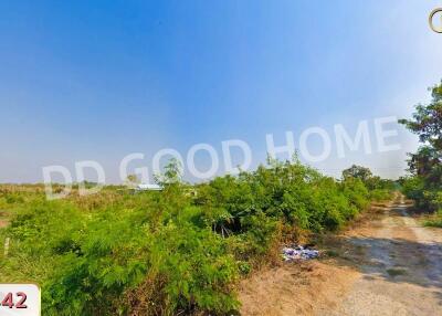 open land with trees and a dirt path