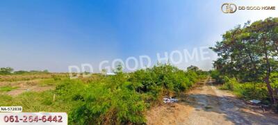 open land with trees and a dirt path