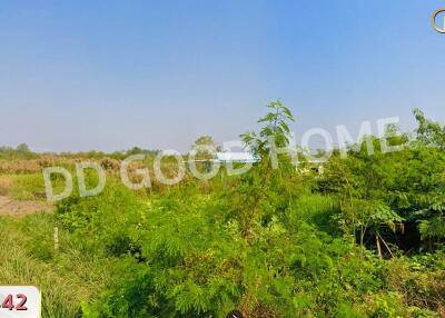 View of outdoor green area with vegetation