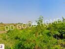 View of outdoor green area with vegetation