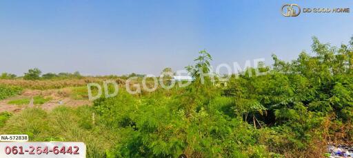 View of outdoor green area with vegetation