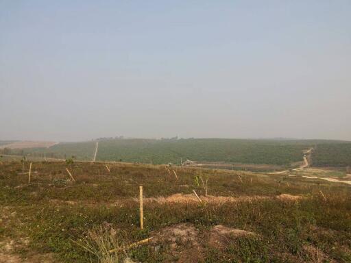 Open land with sparse vegetation and distant forested area