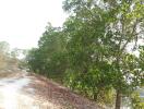 Pathway alongside trees