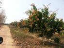 View of a dirt road with flowering trees