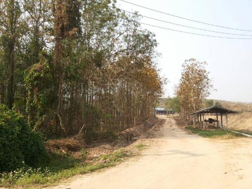 Dirt road leading to a house