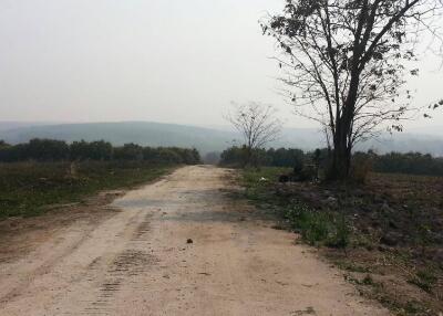 Dirt road with trees in a rural area