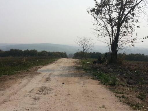 Dirt road with trees in a rural area