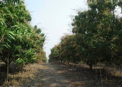 Pathway between rows of trees