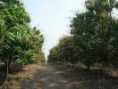 Pathway between rows of trees