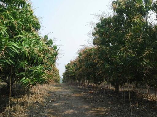 Pathway between rows of trees