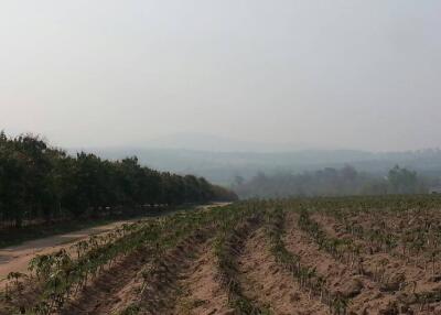 Open field with crops and distant trees