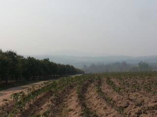 Open field with crops and distant trees