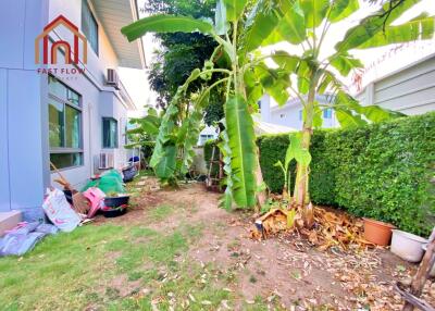 Outdoor garden area with banana trees and greenery