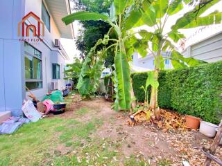 Outdoor garden area with banana trees and greenery