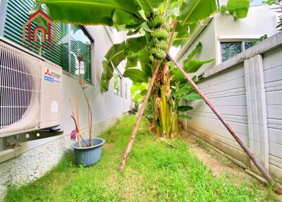 Small garden with banana plants and an air conditioning unit