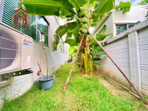 Small garden with banana plants and an air conditioning unit