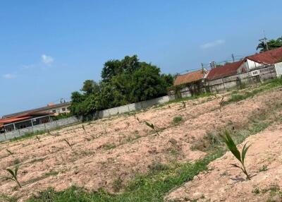 Vacant land with young plants