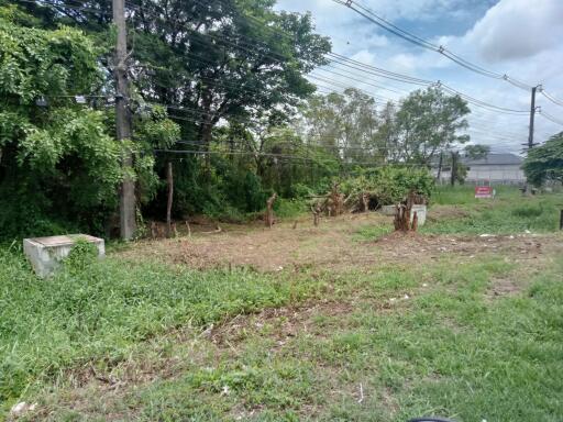 Empty plot of land with some trees and power lines