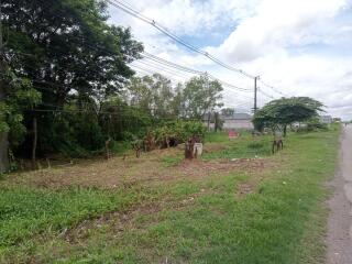 Vacant land beside a road