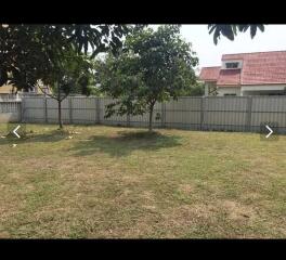 Spacious backyard with lawn and trees