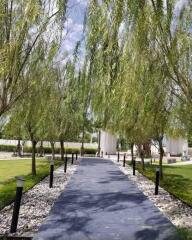 A picturesque walkway lined with willow trees.