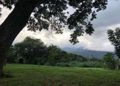 Lush green backyard with trees and mountain view