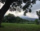 Lush green backyard with trees and mountain view