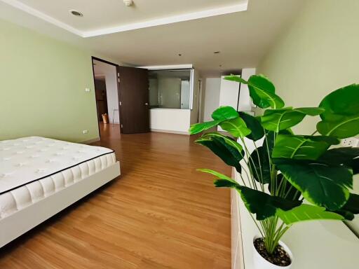 Spacious bedroom with a large bed, hardwood flooring, and a green plant