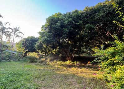 Spacious backyard with lush greenery and mature trees