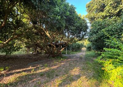 Lush garden with trees and pathway