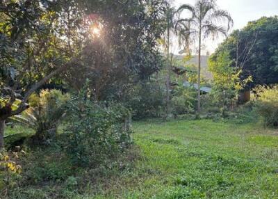 Beautiful garden with lush greenery and trees