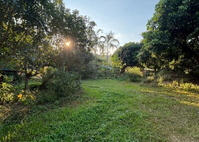 Lush garden with trees and greenery