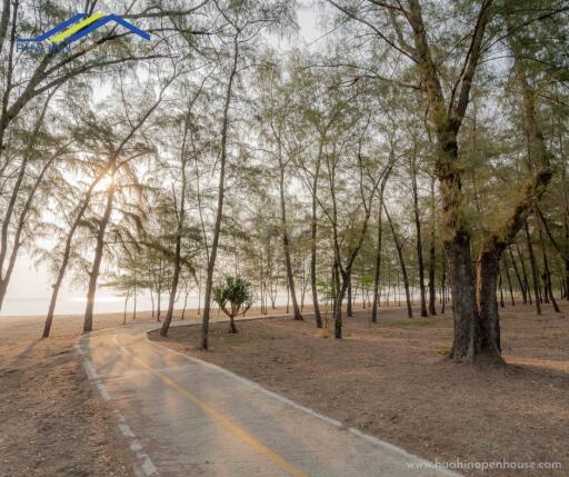 Outdoor scenic pathway through a forested area