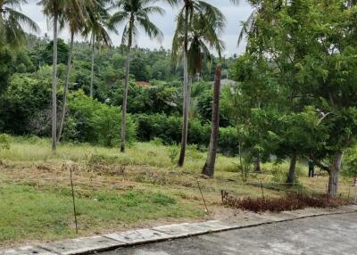 Scenic view of property plot with palm trees and greenery