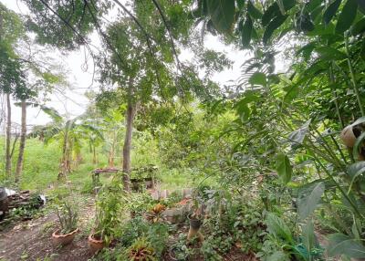 Lush green garden with various plants and trees