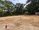 Cleared plot of land near forested area