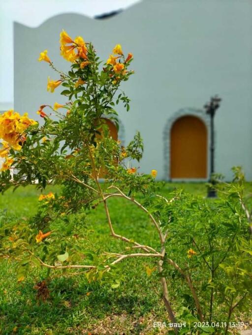 Beautiful garden with flower and arched door backdrop