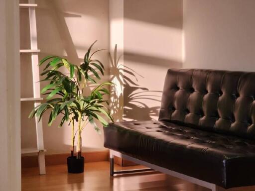 Living room with sofa and plant