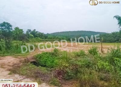 Vacant land with greenery