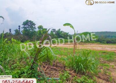 Open land area with greenery