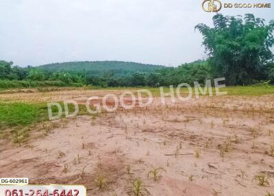 Empty plot of land surrounded by greenery