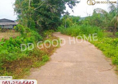 Outdoor pathway surrounded by greenery