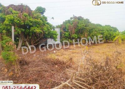 Plot of land with trees and dry vegetation