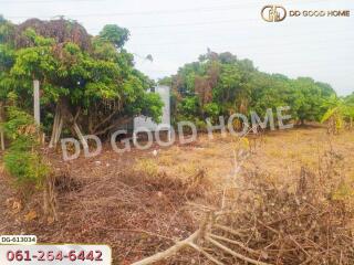 Plot of land with trees and dry vegetation