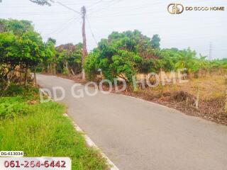 View of a road through greenery