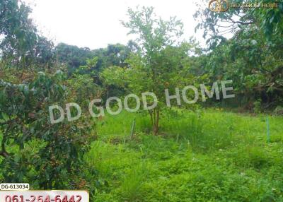 Garden with greenery and trees