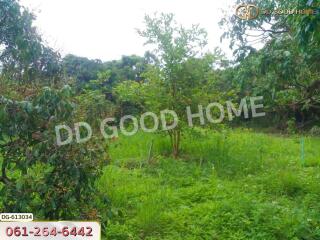 Garden with greenery and trees