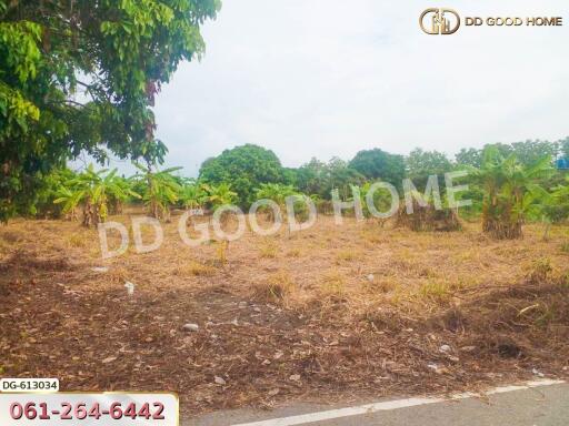 Vacant plot of land with trees and greenery