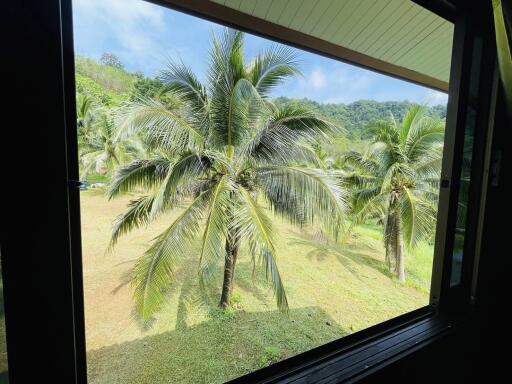 View from window of lush tropical landscape with palm trees